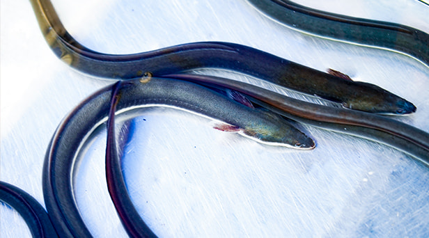 Carefully selected water and feed.