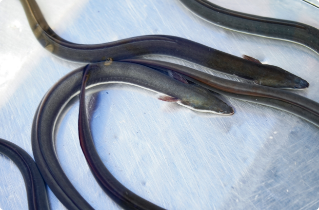 厳選された水・環境で育ったウナギを使用