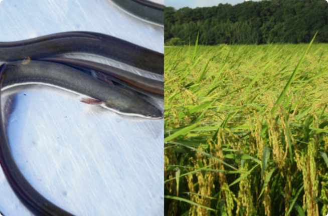 高品質な原材料